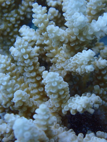 Acropora tenuis observed 2026-05-04