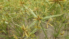 Cyperus fulvus