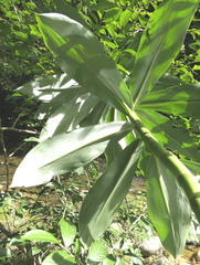 Dimerocostus argenteus