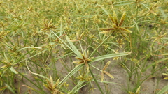 Cyperus fulvus