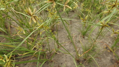 Cyperus fulvus
