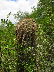 Echinopsis rhodotricha