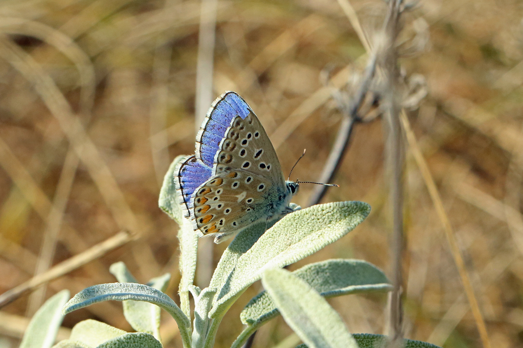 Chapman´s Blue