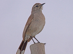 Cercotrichas coryphoeus cinerea