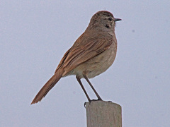 Cercotrichas coryphoeus cinerea