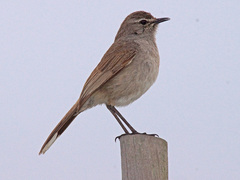 Cercotrichas coryphoeus cinerea