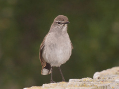 Cercotrichas coryphoeus cinerea