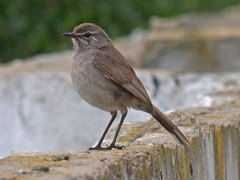 Cercotrichas coryphoeus cinerea