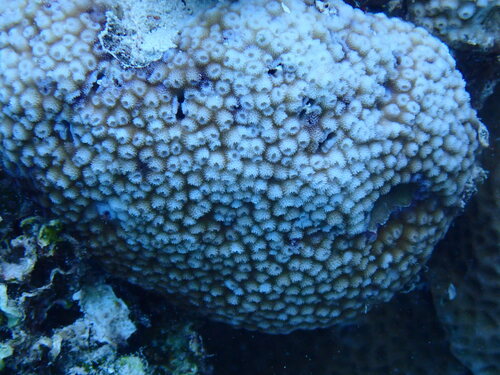 Astreopora observed 2026-05-04