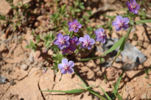 Flax-leaved Blue Pimpernel