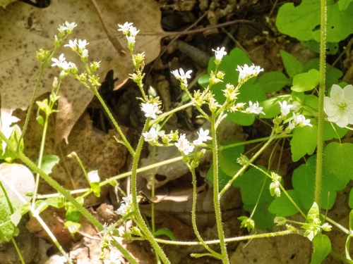Virginia Saxifrage