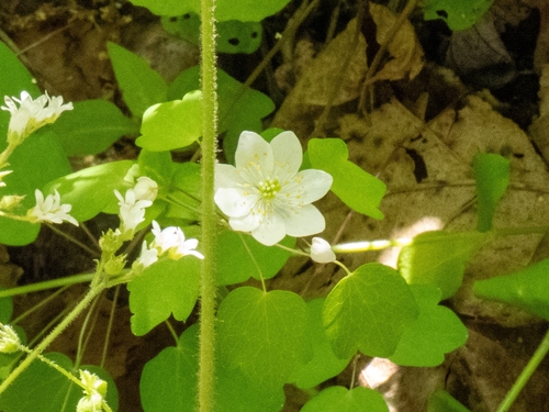 rue anemone