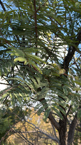 Common Hook-thorn Acacia