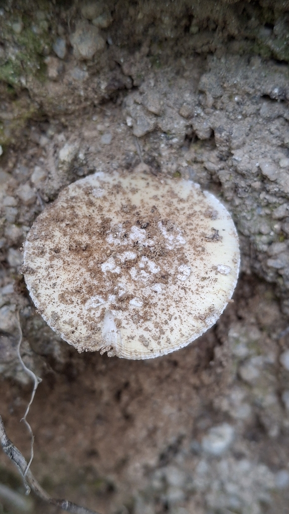 Amanita junquillea · May 2026 · photo: © cminda (iNaturalist, cc-by)