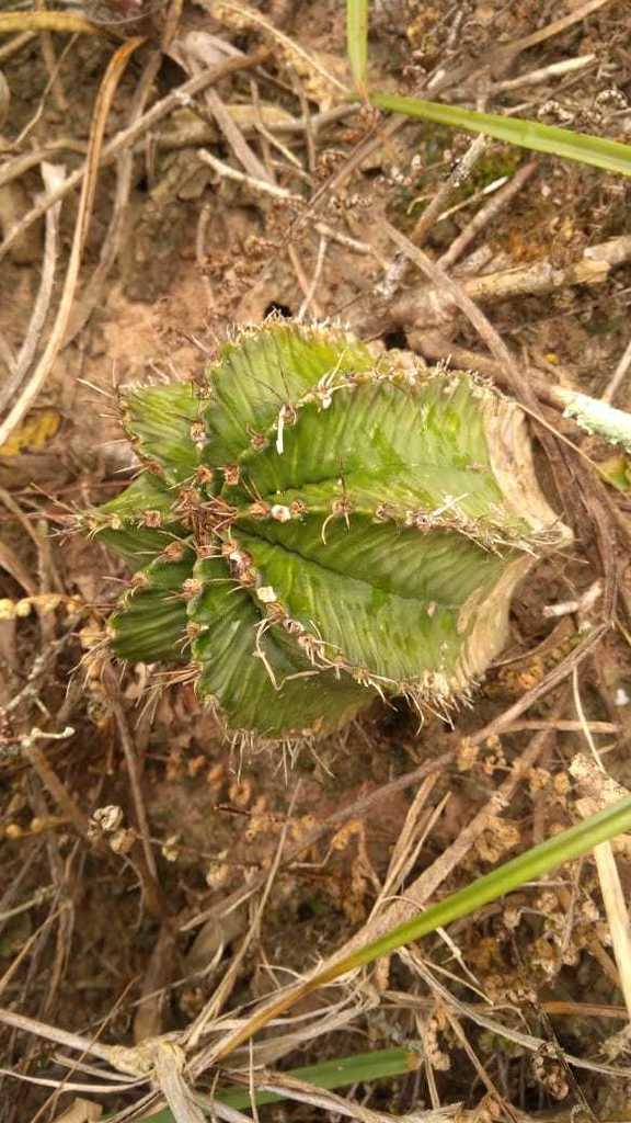 Gymnocalycium mihanovichii