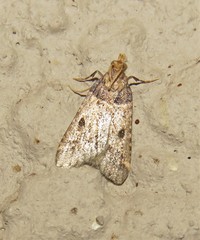 Loryma basalis