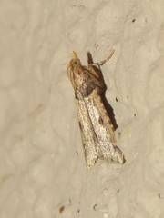 Loryma basalis