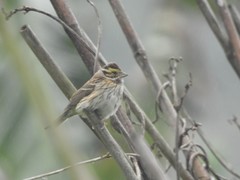 Emberiza chrysophrys