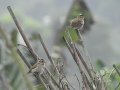 Emberiza chrysophrys