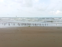 Leucophaeus atricilla