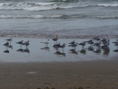 Leucophaeus atricilla