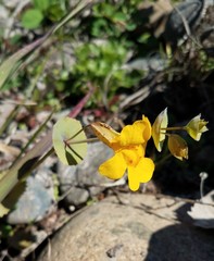 Erythranthe glaucescens