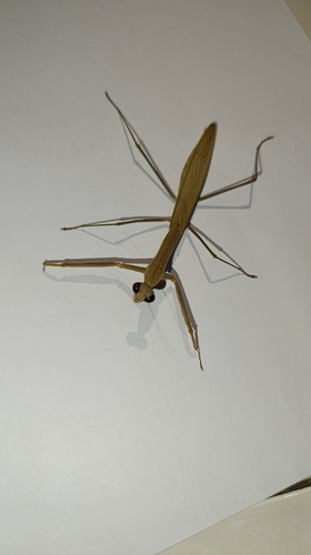 Tenodera aridifolia
