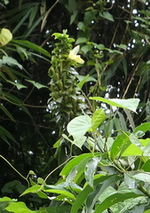 Dimerocostus argenteus