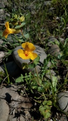 Erythranthe glaucescens