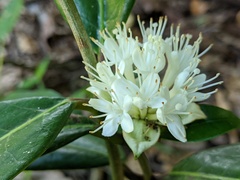 Phaleria octandra