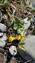 Erythranthe glaucescens