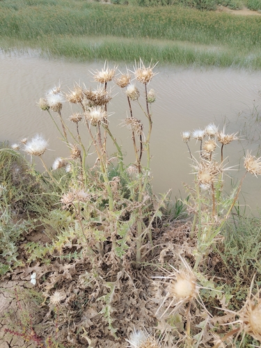 Elephant Thistle