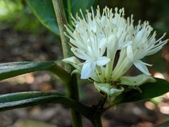 Phaleria octandra
