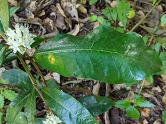 Phaleria octandra