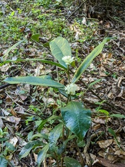 Phaleria octandra