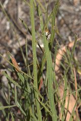 Acacia applanata