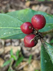 Phaleria octandra
