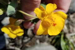 Erythranthe glaucescens