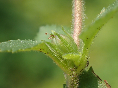 Stemodia verticillata