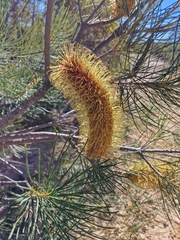 Banksia tricuspis
