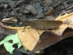 Desmoptera truncatipennis