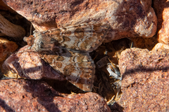 Heliothis punctifera