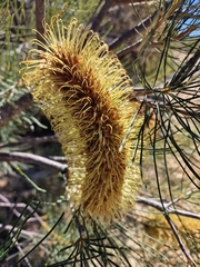 Banksia tricuspis, photograph author not stated, no rights reserved