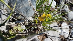 Erythranthe glaucescens