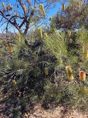 Banksia tricuspis, photograph author not stated, no rights reserved