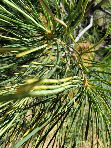 Banksia tricuspis, photograph 4