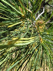 Banksia tricuspis, photograph author not stated, no rights reserved