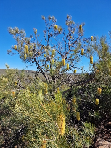 Banksia tricuspis, photograph 5