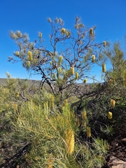 Banksia tricuspis, photograph author not stated, no rights reserved