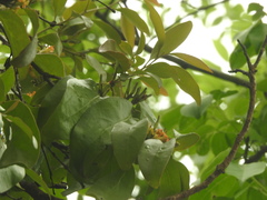 Dendrophthoe pentandra